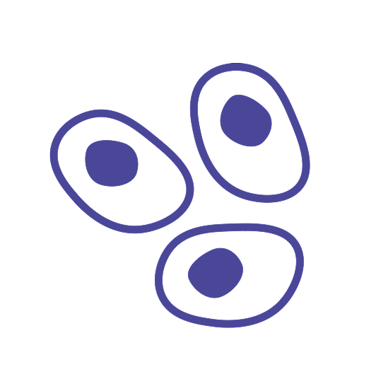 Mammalian cell expression